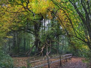 Large trees that with leaves turning yellow, with a small fence and pathway in front of the trees.